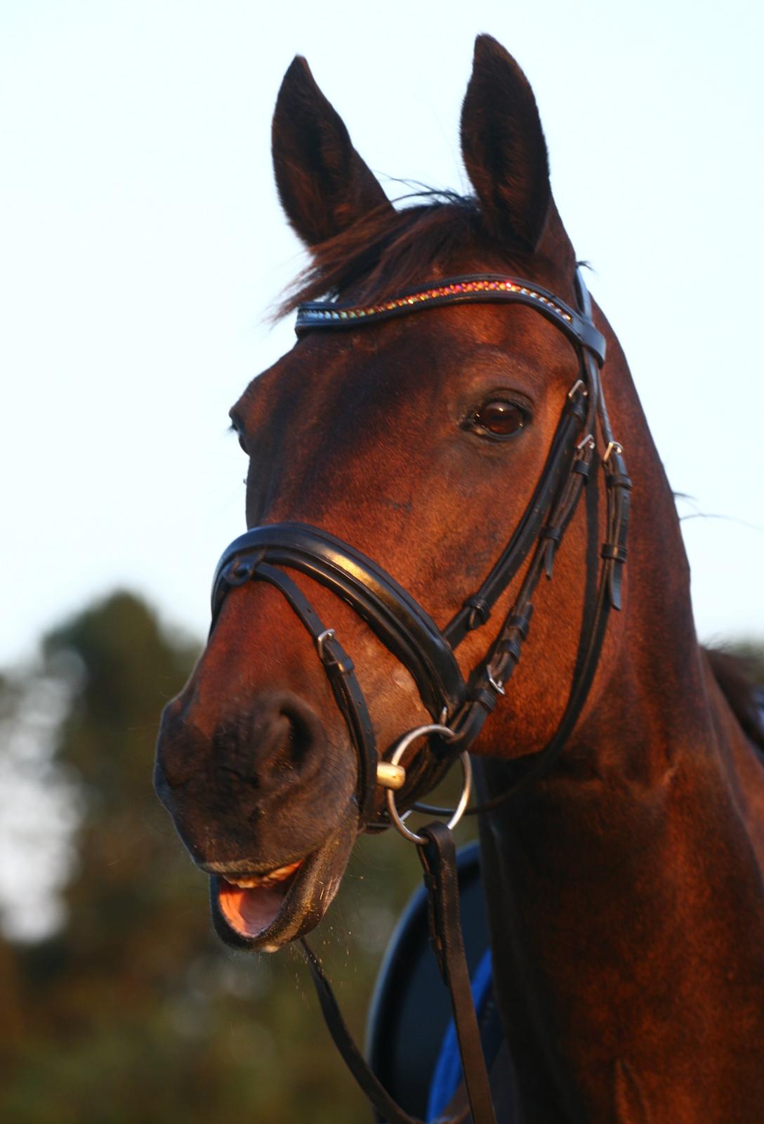 Anden særlig race May Piccolo *Klubmester 2011* - haba haba lækker dame!!! - Taget af: Camilla Rosenlund / CR-FOTO billede 16