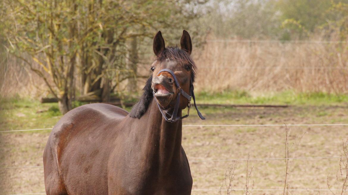 Dansk Varmblod Taagerods smiley - Man hedder jo ikke Smiley for ingenting (2. dag med hende) billede 13