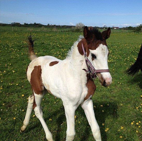 Pinto Graversgaards Chapeau - Føl billed af min smukke prinsesse :D billede 7