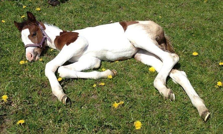 Pinto Graversgaards Chapeau - Føl billed af min smukke prinsesse :D billede 20