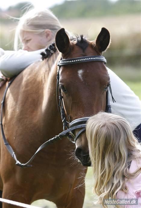 Anden særlig race Gundsøs Trine (himmel hest) - Kys til Trine  billede 1