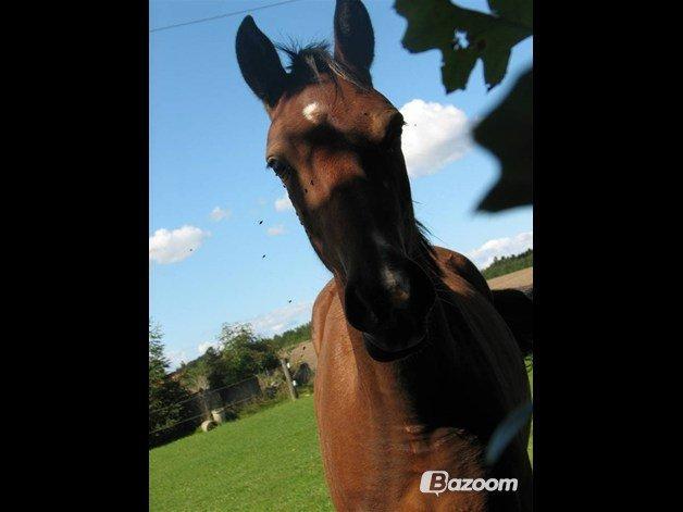 Anden særlig race Gundsøs Trine (himmel hest) - Min smukke pony billede 4
