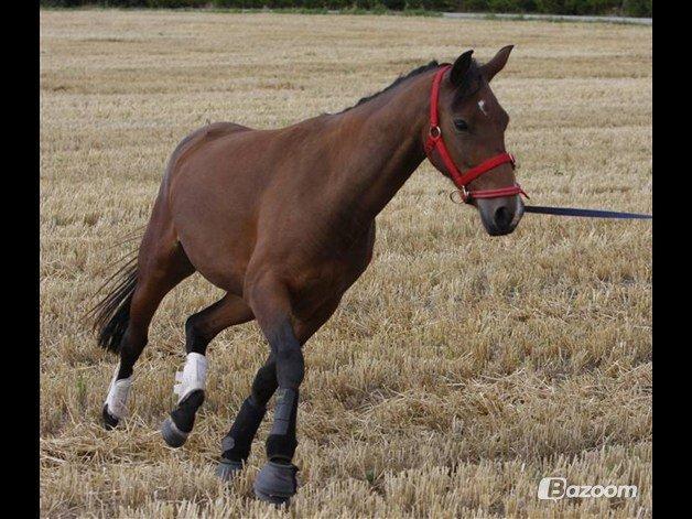 Anden særlig race Gundsøs Trine (himmel hest) - I trav billede 5