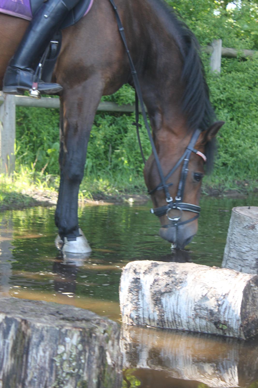 New Forest Meldgaardens Sir Eaton billede 2