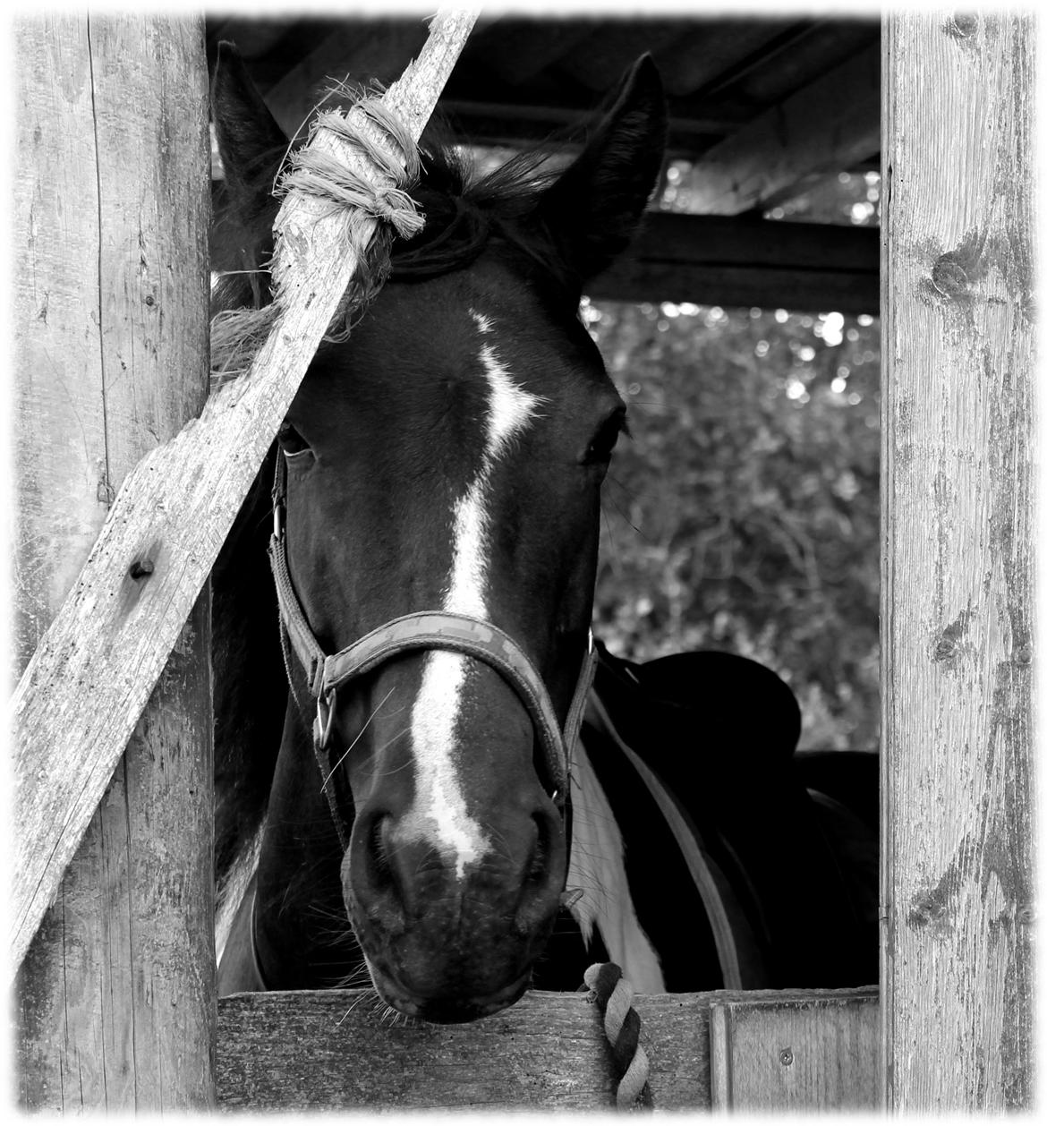 Tinker Frida billede 30