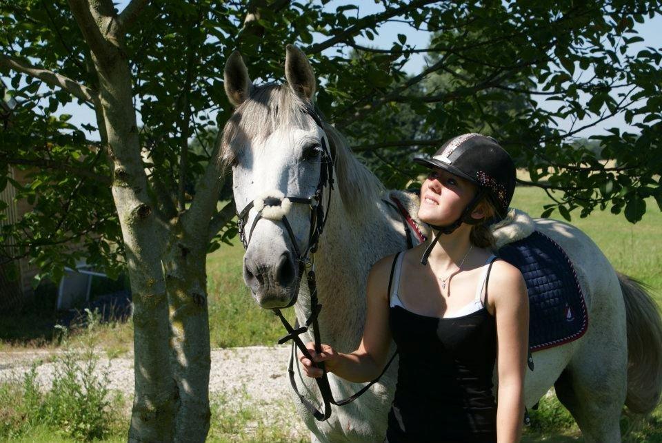 Andalusier Django billede 3