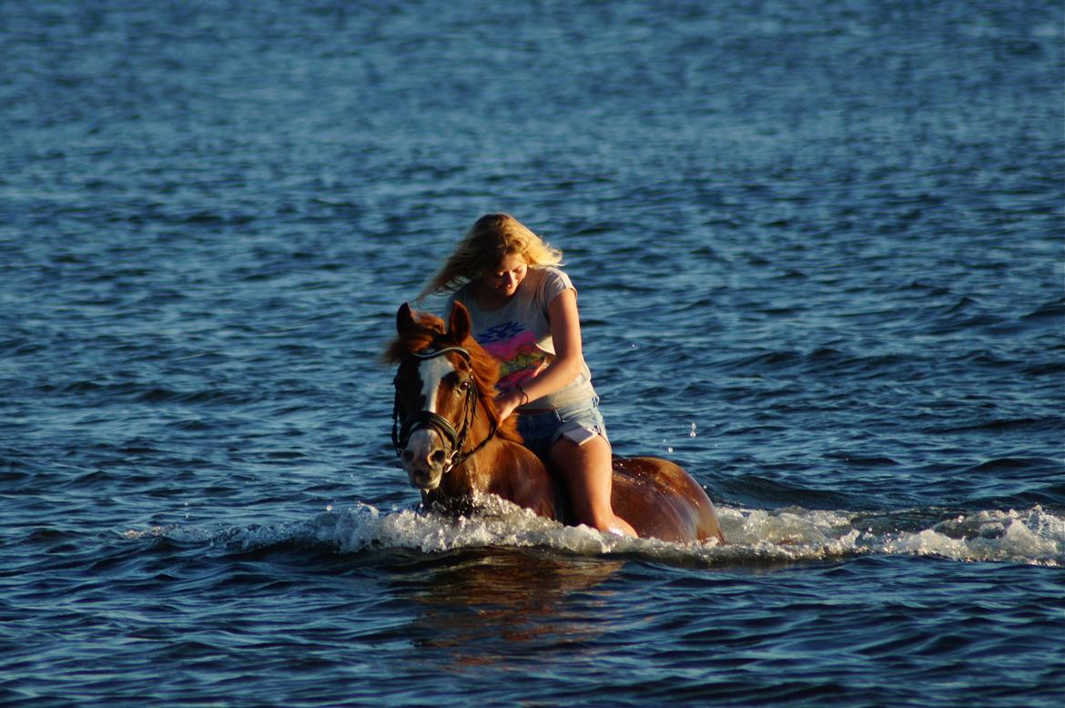 Anden særlig race Laika -Hystaden - 25. Juli 2012 - Vi nyder at bade i solnedgangen. billede 15