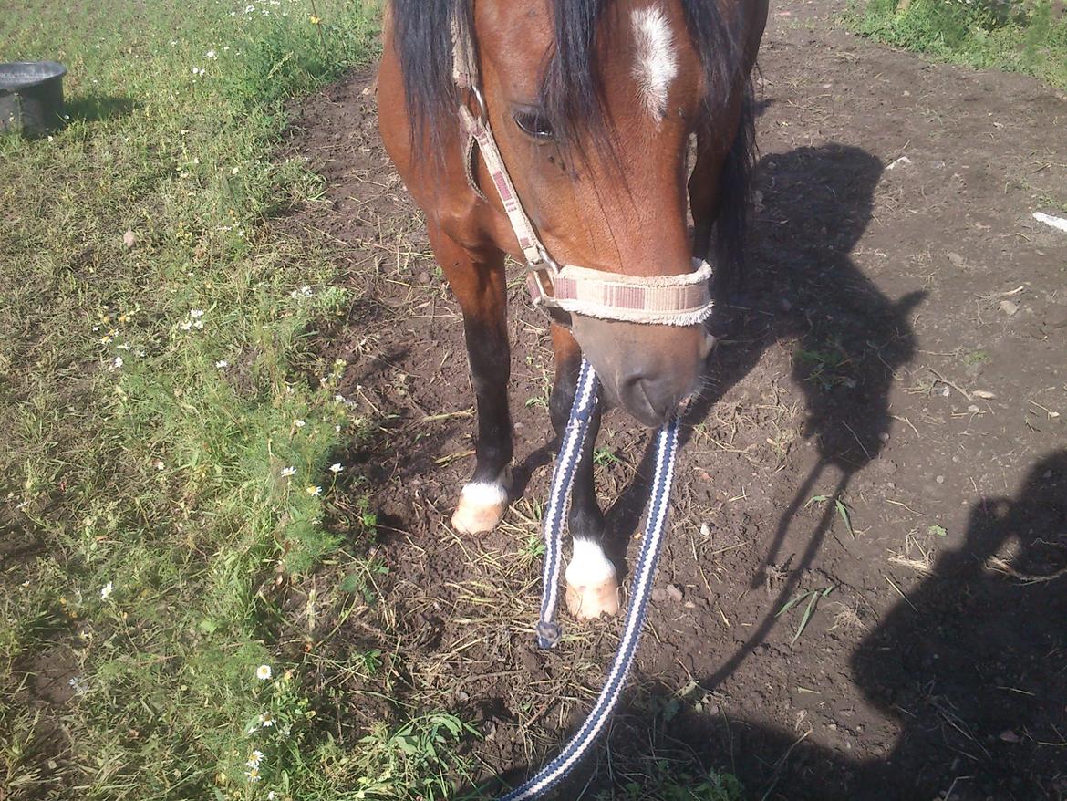 Welsh Pony (sec B) Bjerregårds Tyfon billede 7