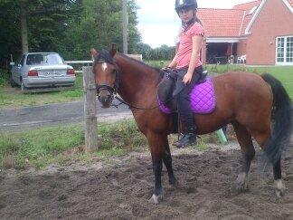 Welsh Pony (sec B) Bjerregårds Tyfon billede 8