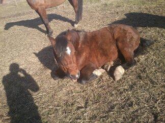 Welsh Pony (sec B) Bjerregårds Tyfon billede 9