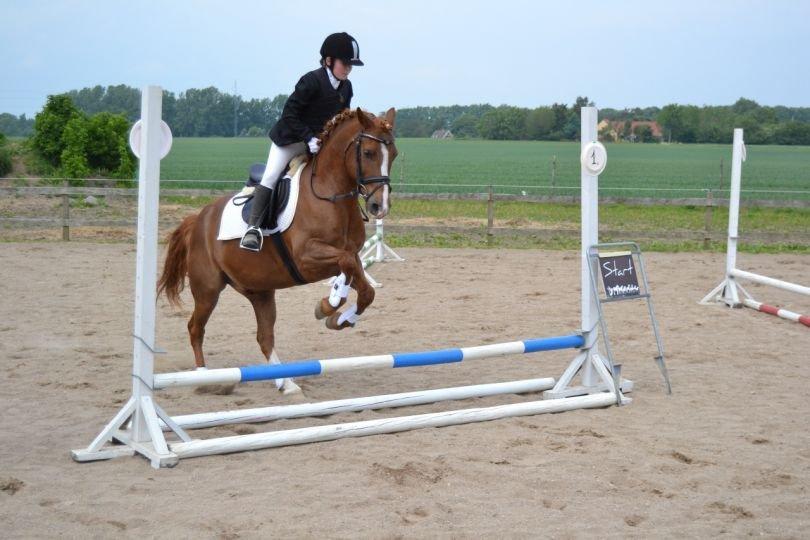 Anden særlig race • Low Länder • RIP 10/8-16 • - 2011 billede 18