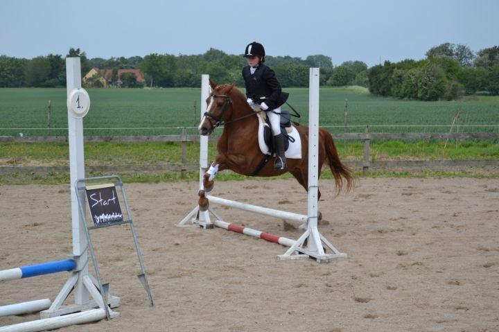 Anden særlig race • Low Länder • RIP 10/8-16 • - 2011 billede 19