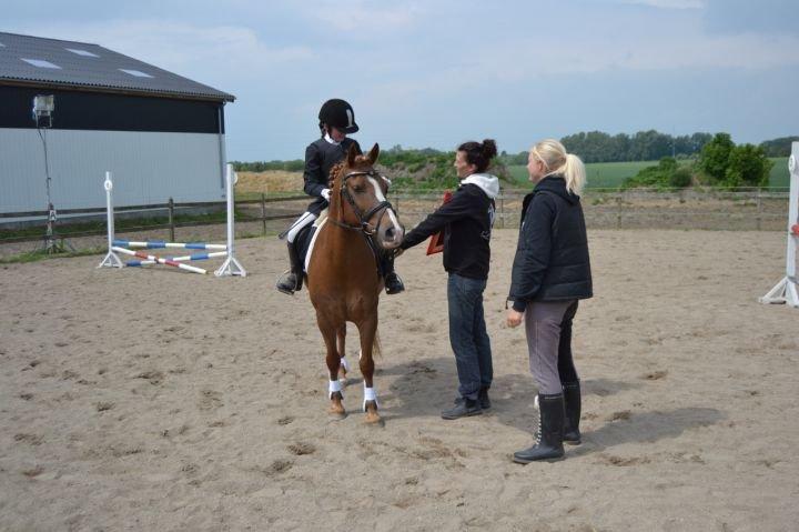 Anden særlig race • Low Länder • RIP 10/8-16 • - 2011 billede 20