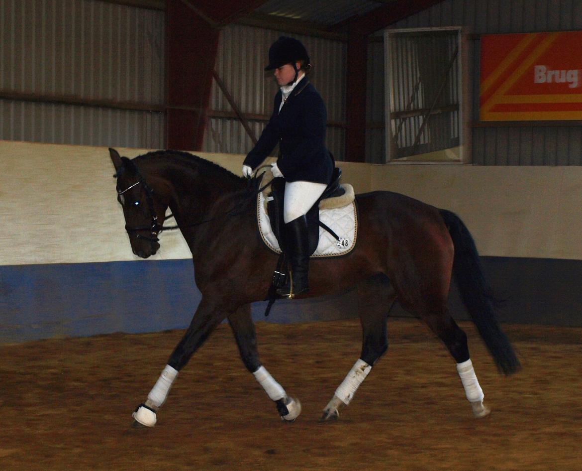 Dansk Varmblod Ocean - Stævne BRIK
Foto Christina Lauridsen billede 14