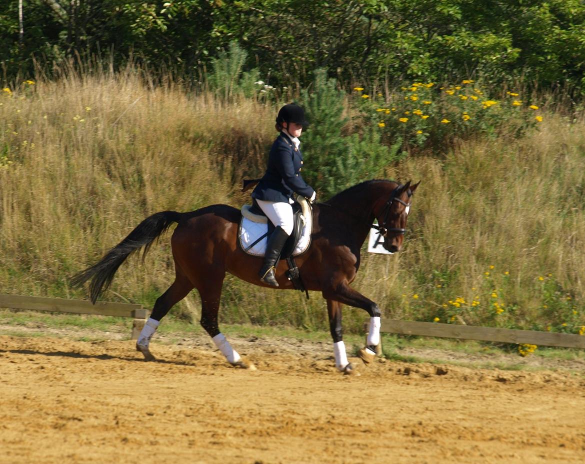 Dansk Varmblod Ocean - Stævne BRIK
Foto Christina Lauridsen billede 13