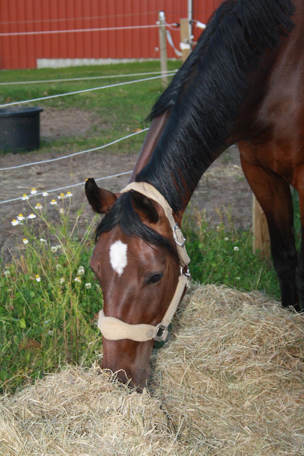 Dansk Varmblod Ocean billede 15