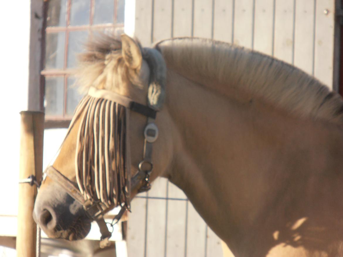 Fjordhest skovløkke's luca - førstedag hjemme hos os billede 1