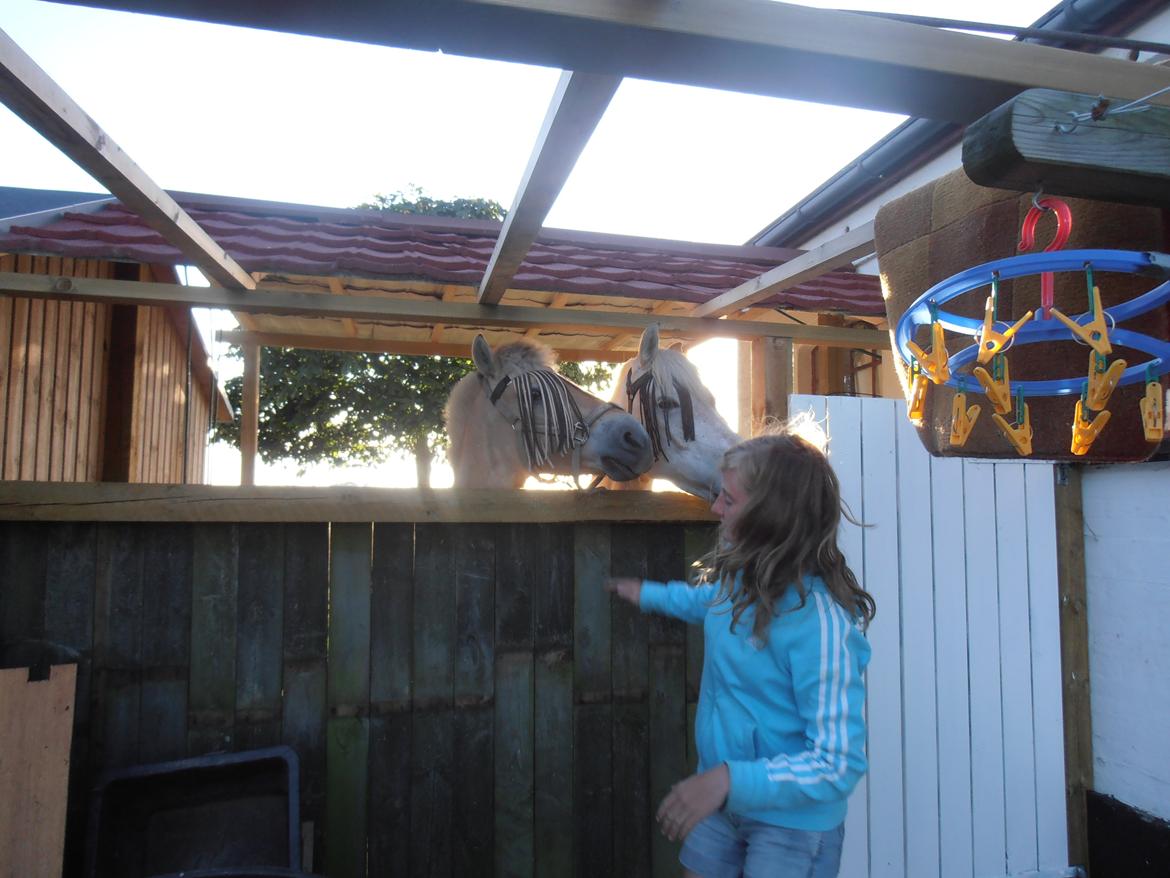 Fjordhest skovløkke's luca - første dag hjemme hos os billede 2