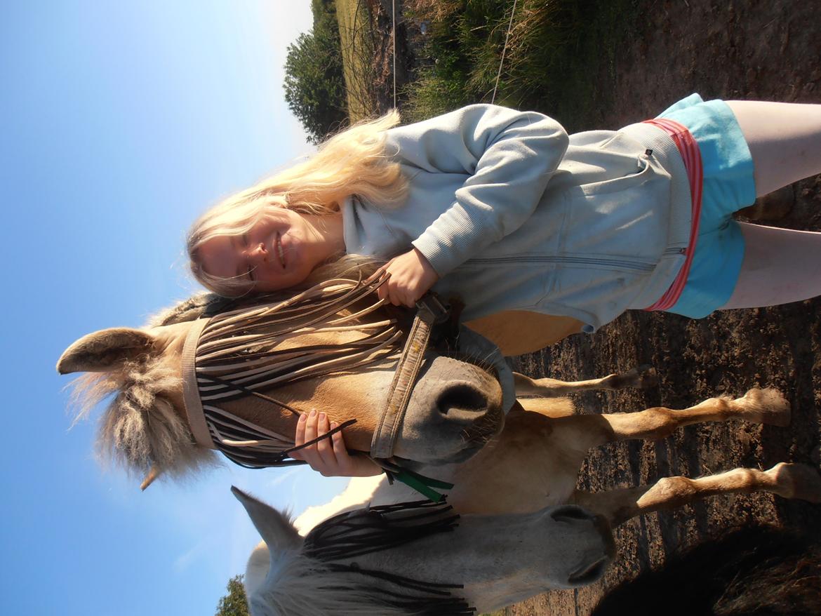 Fjordhest skovløkke's luca billede 4