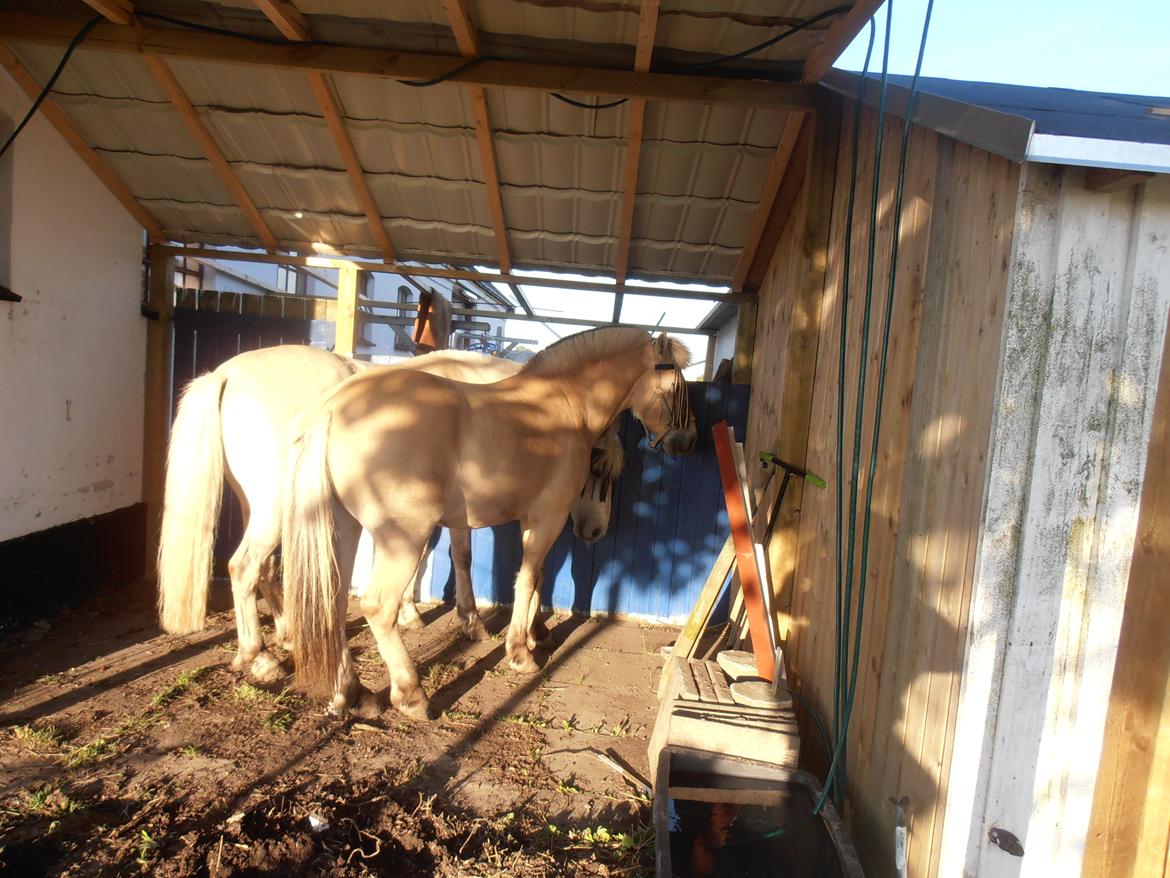 Fjordhest skovløkke's luca billede 5