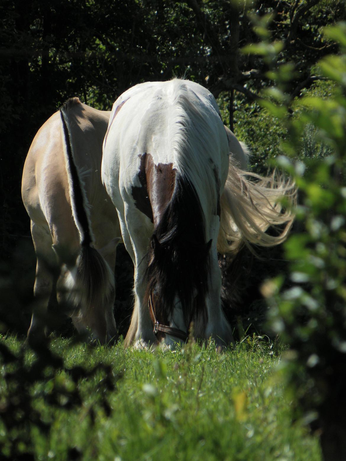Tinker Satin´s Bacardi (tidligere hest)  - "tøsehygge"  billede 21