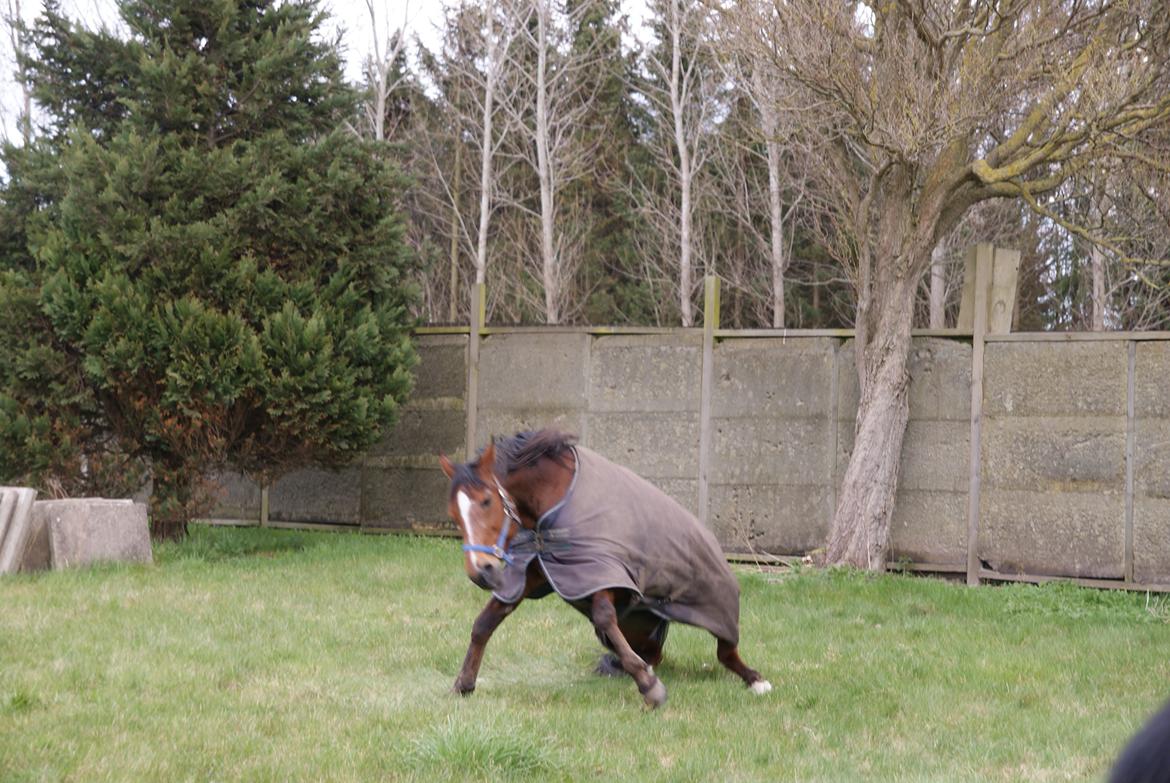 Traver Dupont - Dupont på vej op efter han har været nede og rulle,juni 2012 billede 11