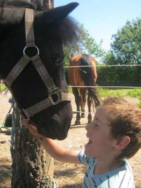 Shetlænder Freja billede 1