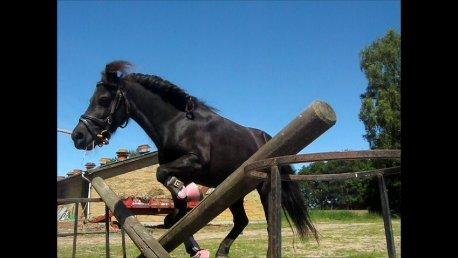 Shetlænder Freja billede 2