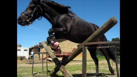 Shetlænder Freja billede 3