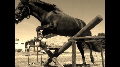 Shetlænder Freja billede 4