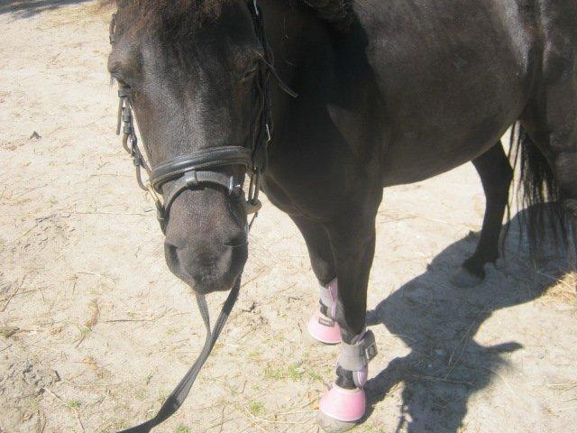 Shetlænder Freja billede 6