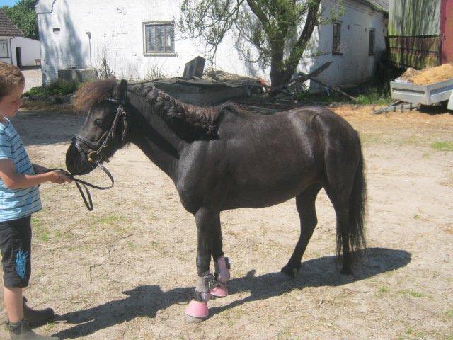 Shetlænder Freja billede 7