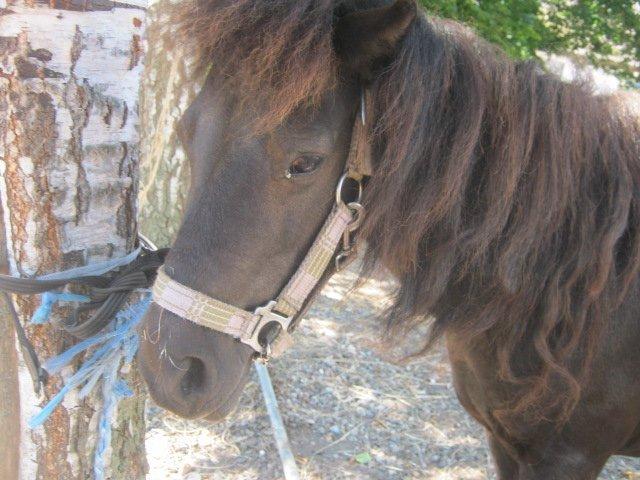 Shetlænder Freja billede 8