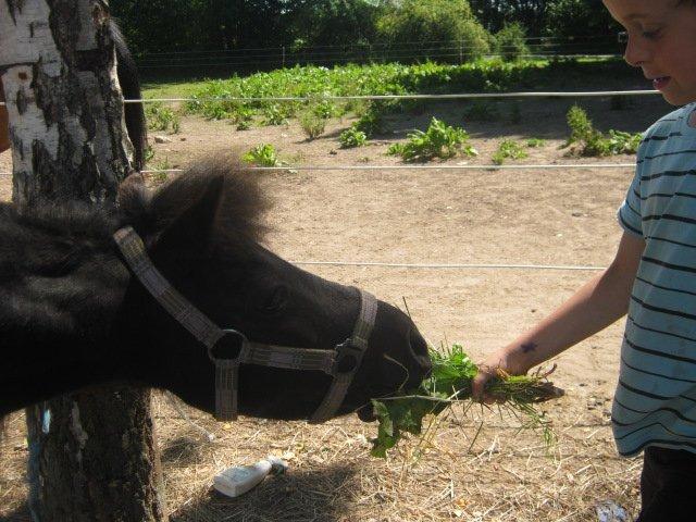 Shetlænder Freja billede 9
