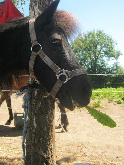 Shetlænder Freja billede 10