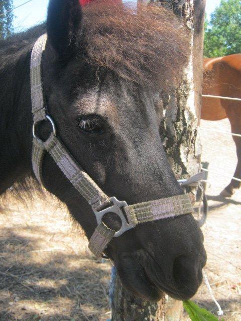 Shetlænder Freja billede 11