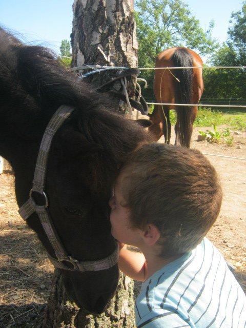 Shetlænder Freja billede 12