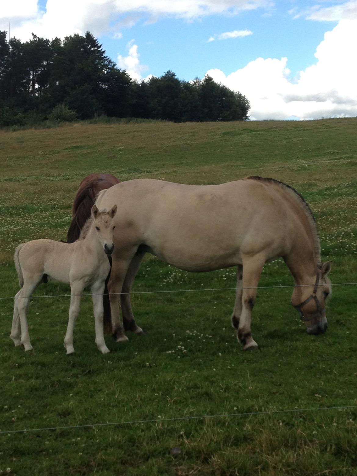 Fjordhest Lillethorups Vincent billede 1
