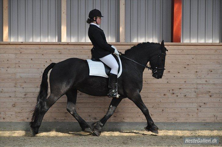 Frieser Tessa - Taget af Amanda billede 12