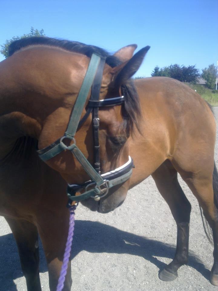 Dansk Varmblod Lillegårdens Daytona - Med hovedtøj for første gang;) billede 12