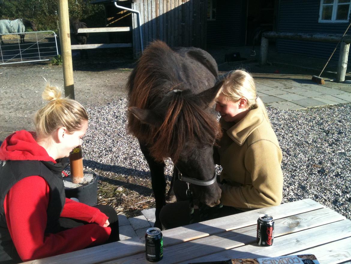 Islænder Vinur fra Langdal billede 6