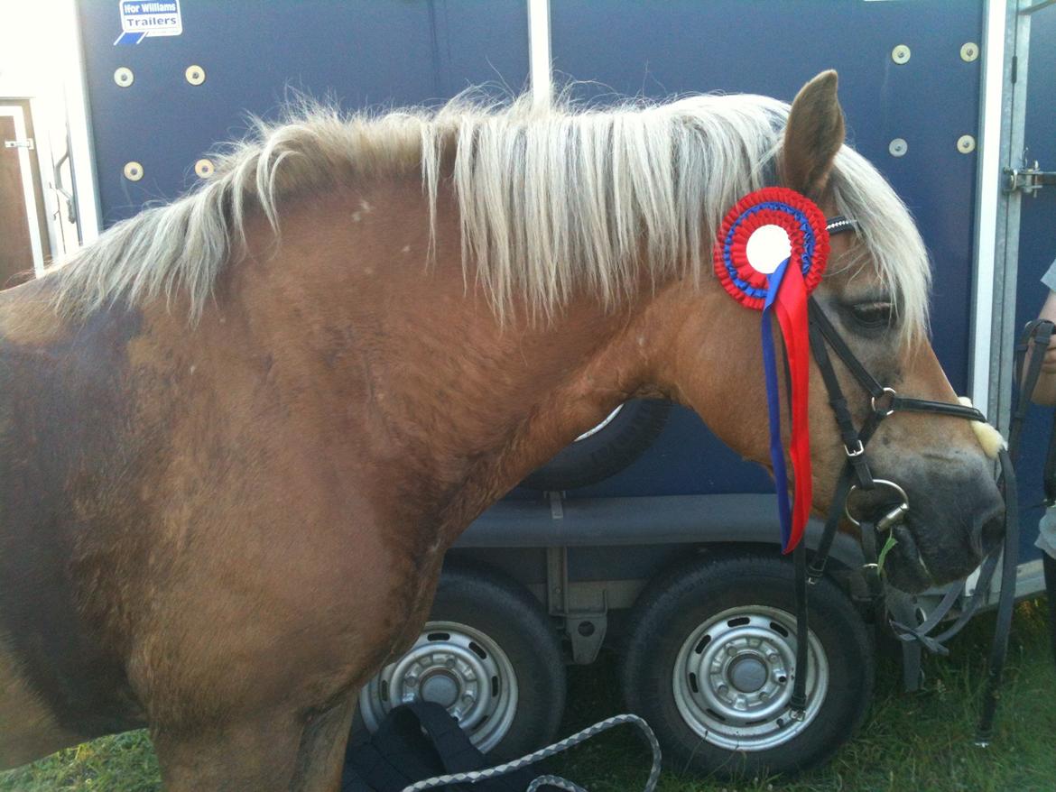 Haflinger Abbi rundhøj - Første nulrunde.! (80 cm) Kongsvad Rideklub Thorsager, 25.07.2012 billede 16