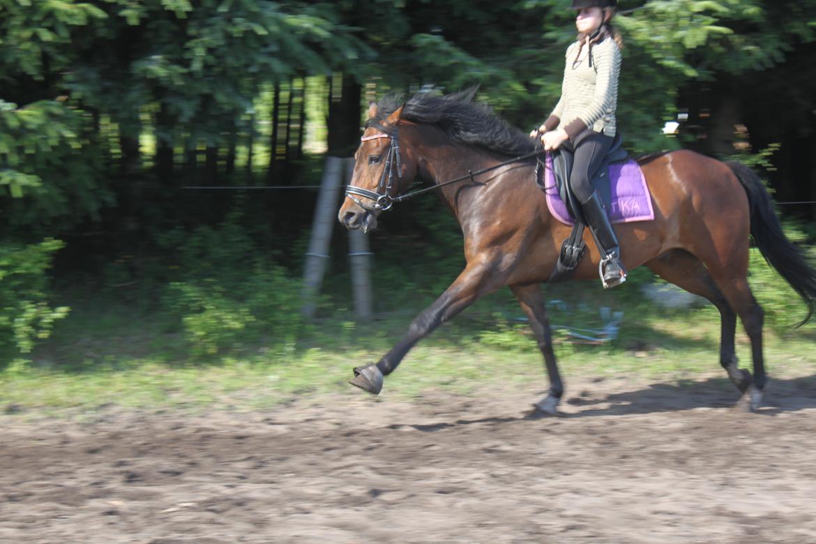 New Forest Meldgaardens Sir Eaton billede 16