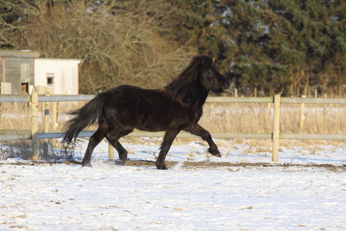 Islænder Vinur fra Langdal billede 3