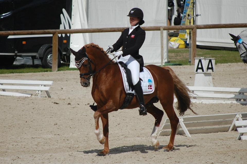 Hollandsk Sportspony Vegelin's Goya - Velkommen til Goya's profil :-D billede 1