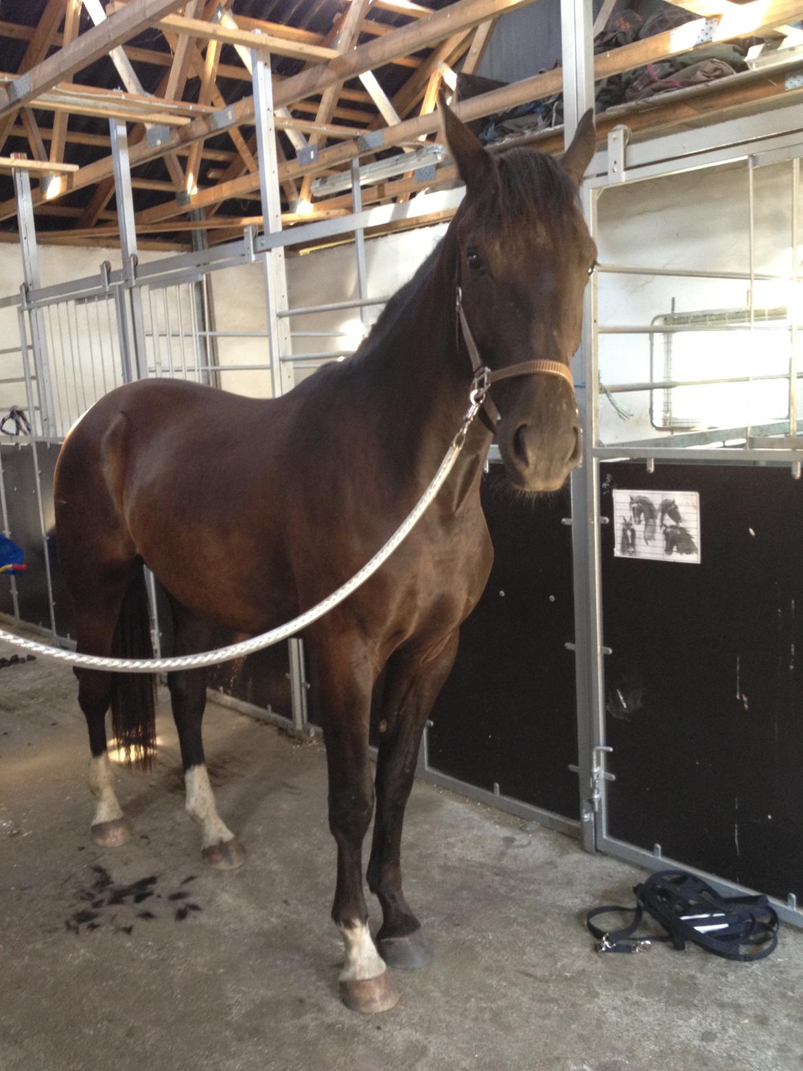 Anden særlig race Colardo billede 9