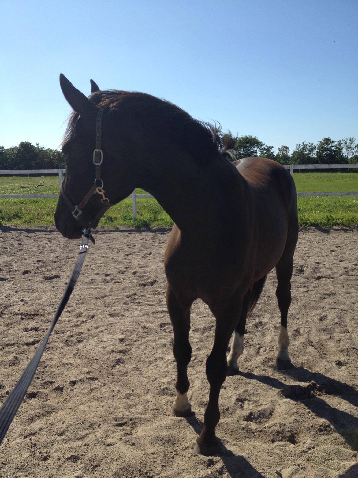 Anden særlig race Colardo billede 10