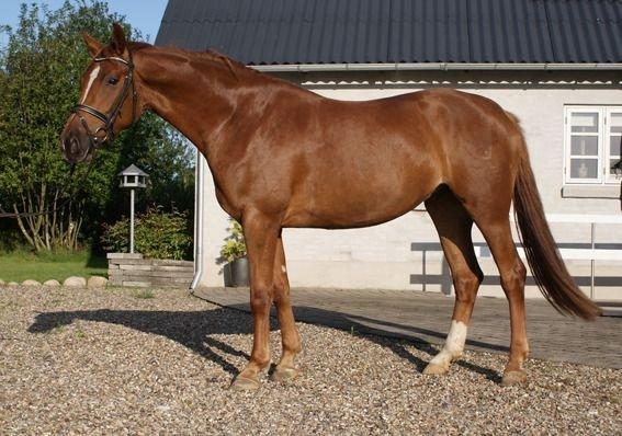 Dansk Varmblod Thybo´s Ramona billede 1