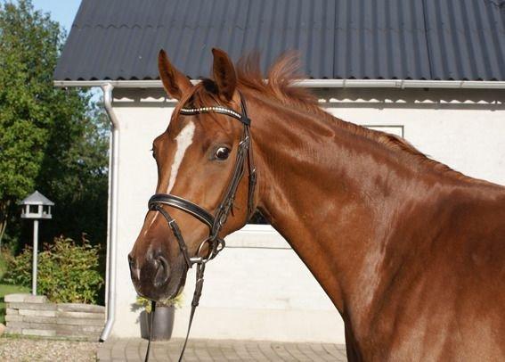 Dansk Varmblod Thybo´s Ramona billede 2