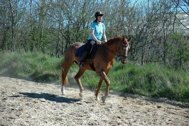 Dansk Varmblod Thybo´s Ramona billede 3